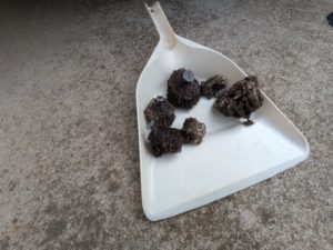 PXL_20250710_060026406-1-300x225 PXL_20250710_060026406